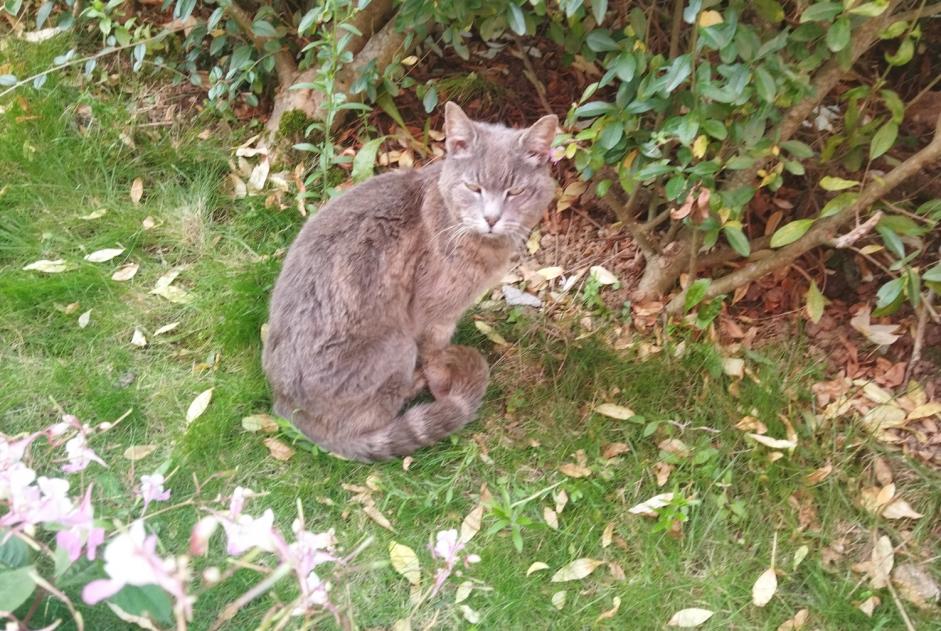 Discovery alert Cat Unknown Saint-Martin-Boulogne France