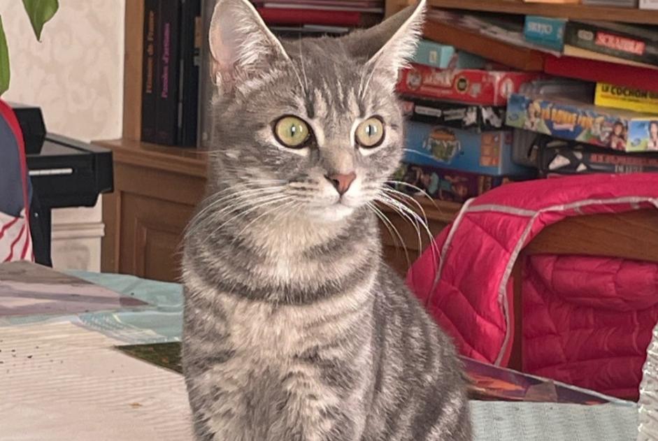 Disappearance alert Cat Female , 1 years Auxerre France