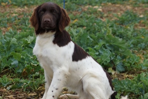 Alerta de Desaparición Perro  Hembra , 1 años Bazemont Francia