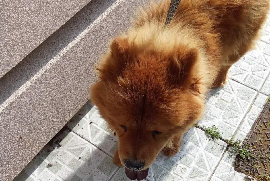 Alerte Découverte Chien  Femelle Somain France