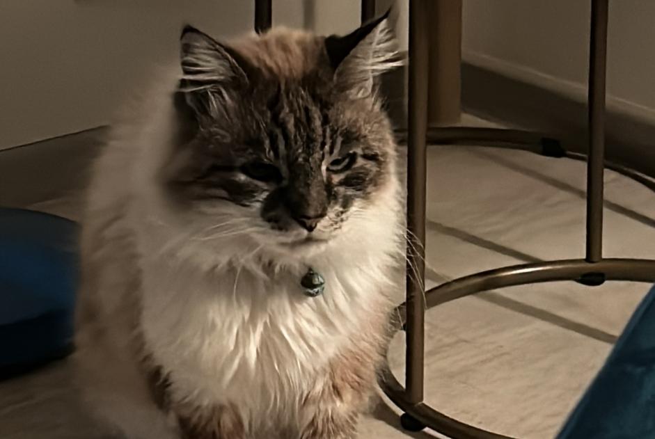 Avviso scomparsa Gatto  Maschio , 8 anni Marmande Francia