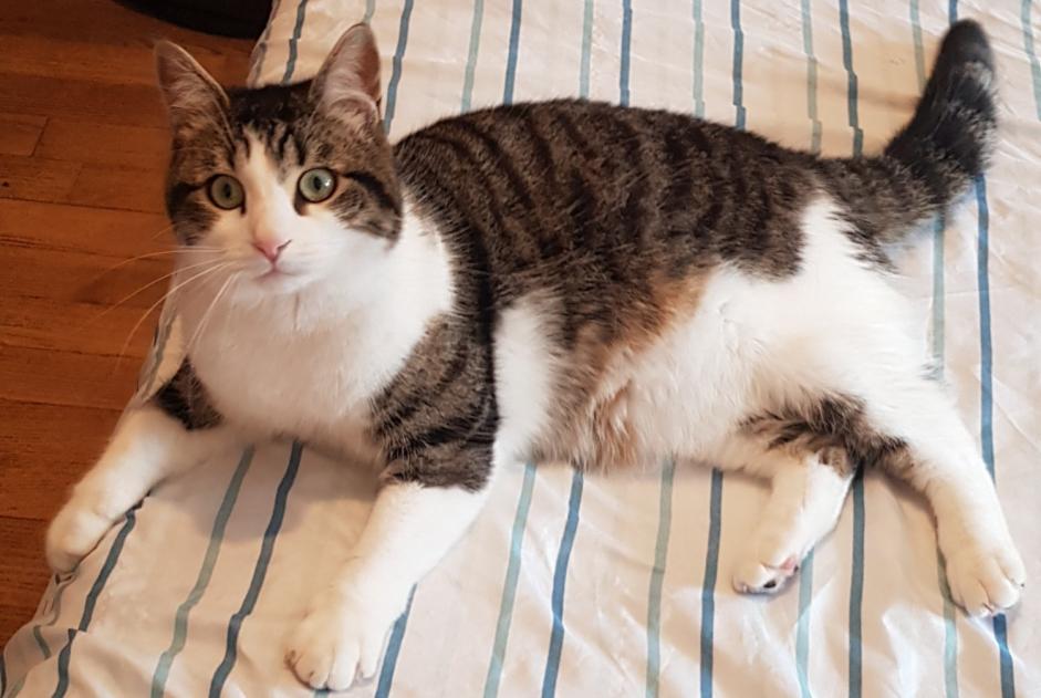 Avviso scomparsa Gatto incrocio di razze Maschio , 2 anni Avallon Francia