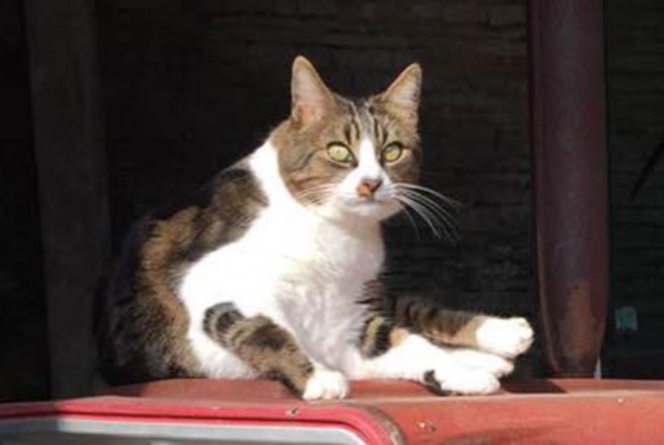 Avviso scomparsa Gatto  Maschio , 11 anni Ligny-le-Châtel Francia