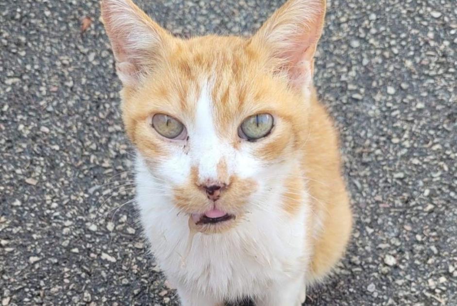 Avviso Ritrovamento Gatto Maschio Migennes Francia