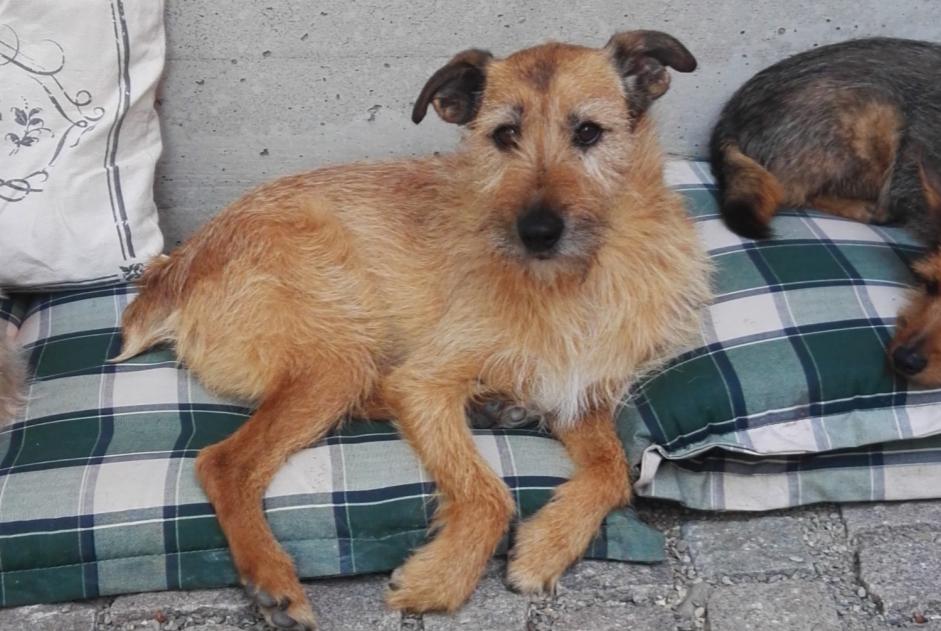 Vermësstemeldung Hond kräizung Männlech , 14 joer Kunheim France