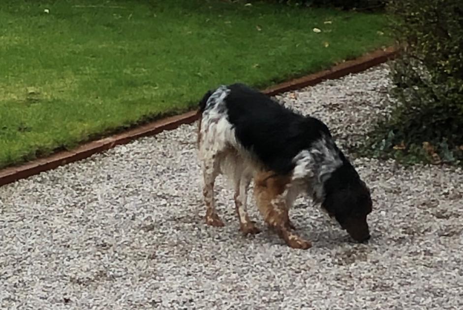 Ontdekkingsalarm Hond Mannetje Zutkerque Frankrijk