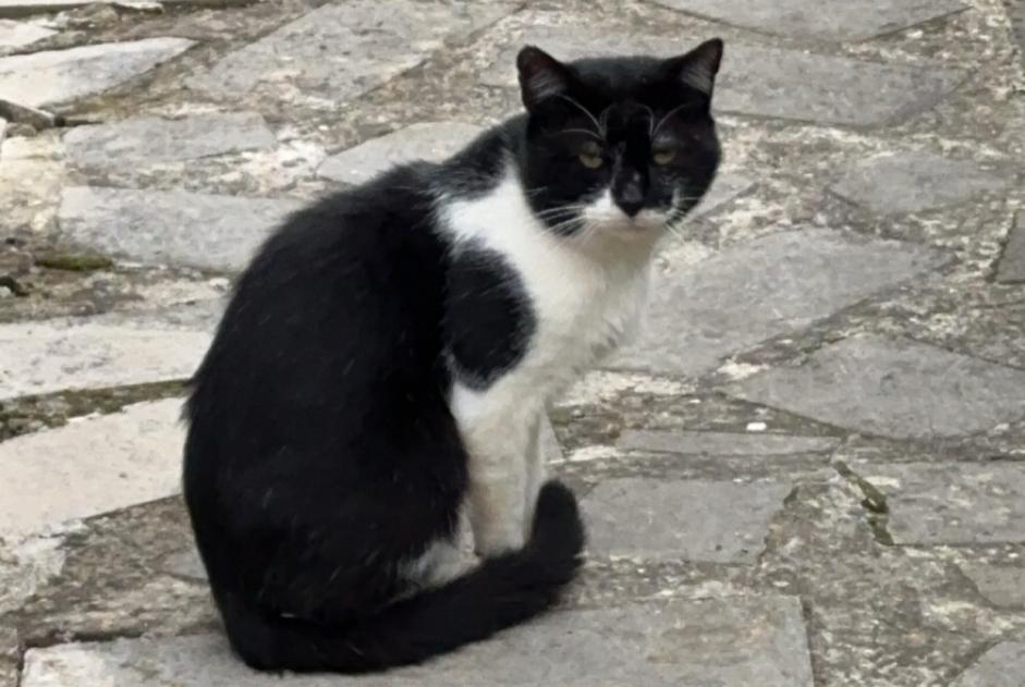 Alerta descoberta Gato cruzamento Macho Magny France